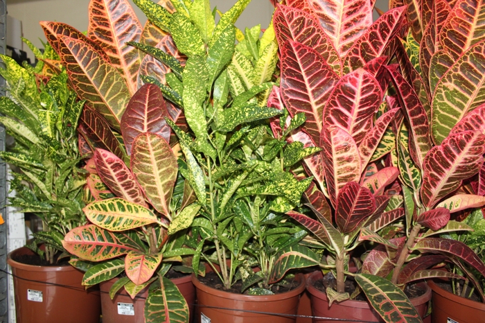 <h4>CROTON HIB VARIADO P24</h4>