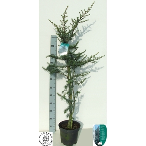 CEDRUS L GLAUCA