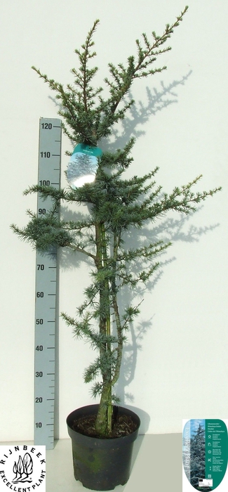 <h4>CEDRUS L GLAUCA</h4>