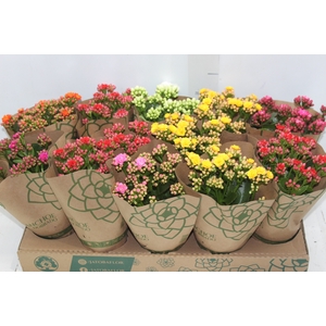 KALANCHOE DOBRADO P11
