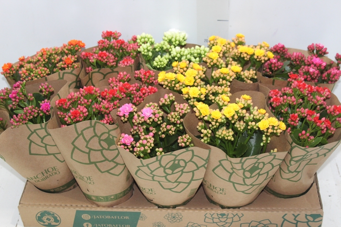 <h4>KALANCHOE DOBRADO P11</h4>