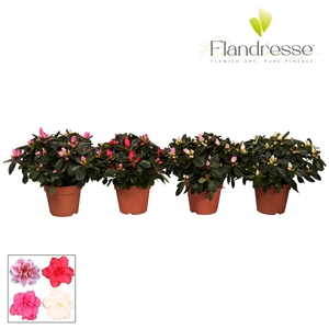 Azalea Flandresse® 'gemengd' 22 - 25 cm