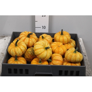 Cucurbita Pepo