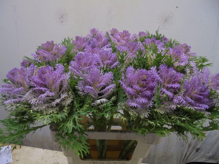 <h4>BRASS CRANE KING</h4>