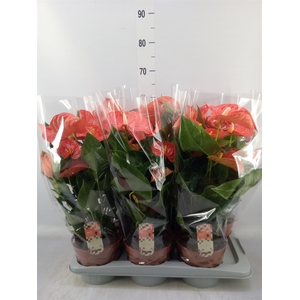 Anthurium andr. 'Sierra Orange'