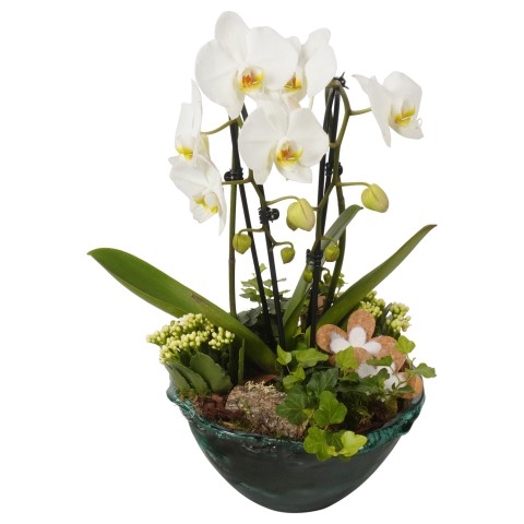 <h4>CC236 Arrangementen Phalaenopsis mt H%</h4>