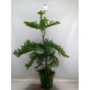 Araucaria heterophylla