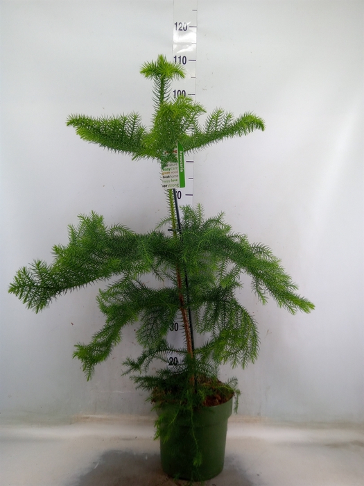 <h4>Araucaria heterophylla</h4>