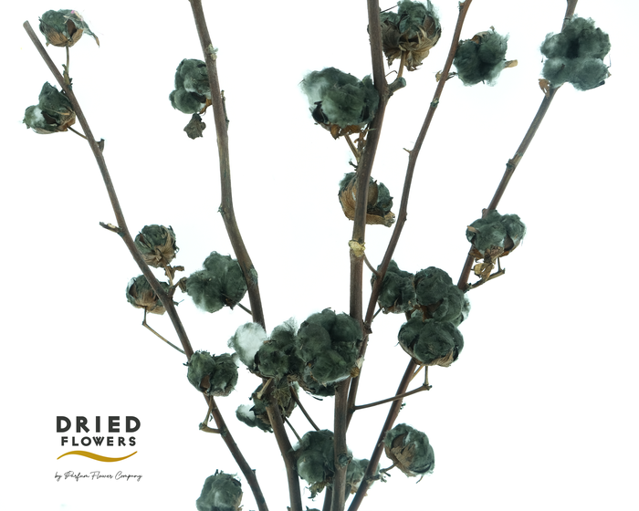Dried Cotton Gossypium Black