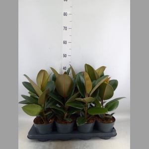 Ficus elastica 'Robusta'