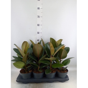 Ficus elastica 'Robusta'