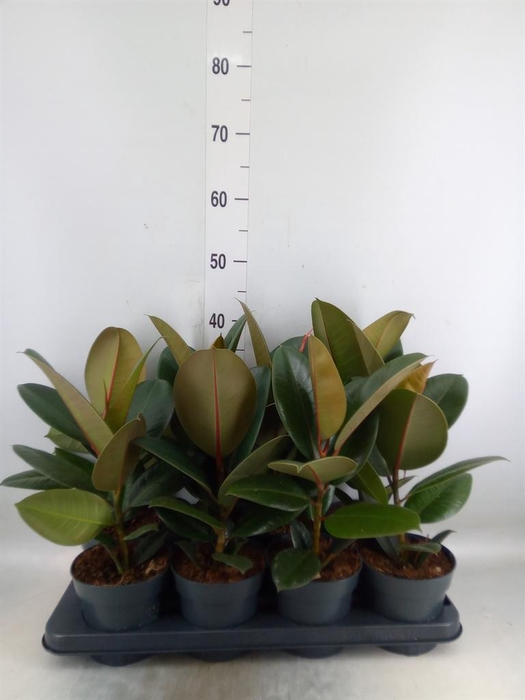 <h4>Ficus elastica 'Robusta'</h4>