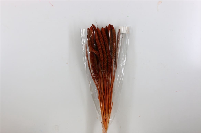 Dried Setaria Bleached Brown Bunch