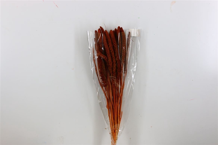 Dried Setaria Italica Brown Bunch