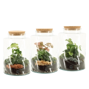 90845: Terrarium arrangement