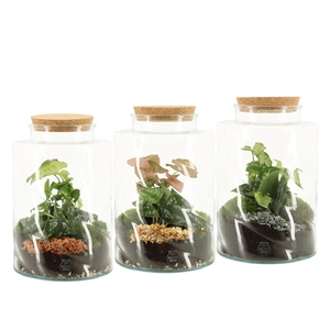 90845: Terrarium arrangement