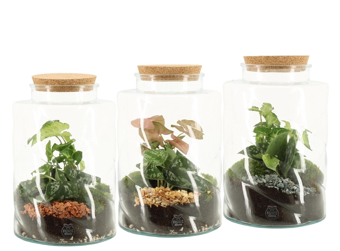 <h4>90845: Terrarium arrangement</h4>