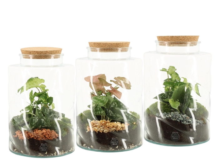 <h4>90845: Terrarium arrangement</h4>