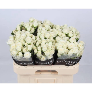 R TR SNOWY BLOSSOMS