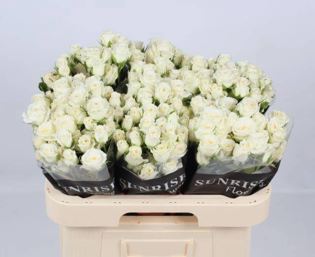 <h4>R TR SNOWY BLOSSOMS</h4>