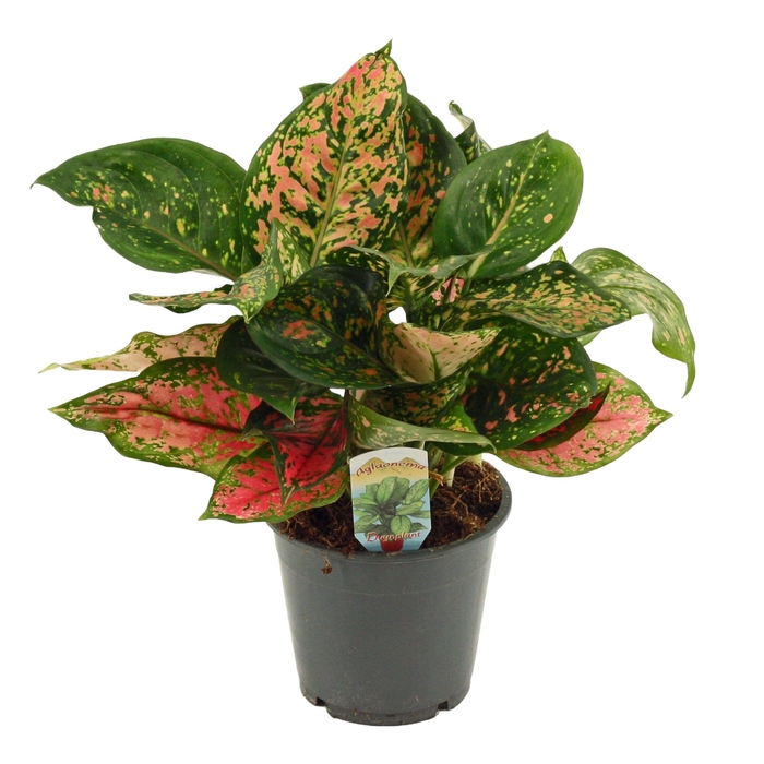 <h4>Aglaonema Amanyance 12 cm</h4>