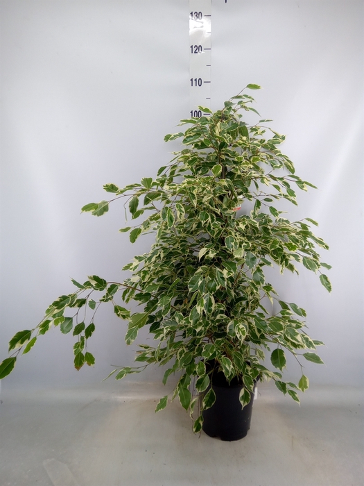 <h4>Ficus benja. 'Twilight'</h4>