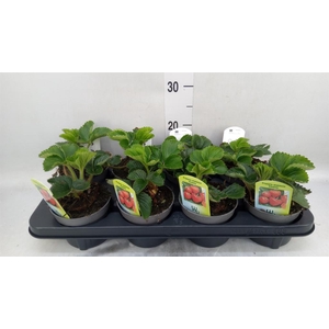 Fragaria ananassa 'Elsanta'