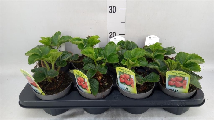 <h4>Fragaria ananassa 'Elsanta'</h4>
