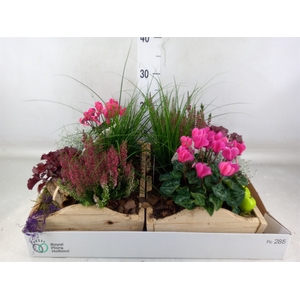 Arr.   Tuinplanten L%