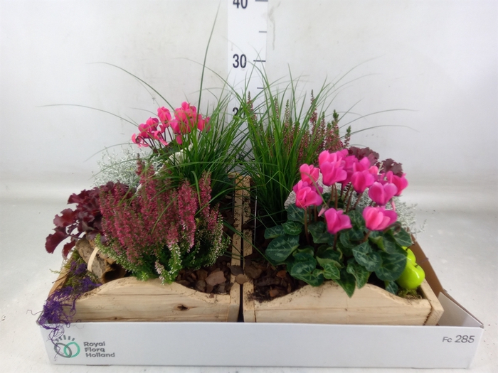 <h4>Arr.   Tuinplanten L%</h4>