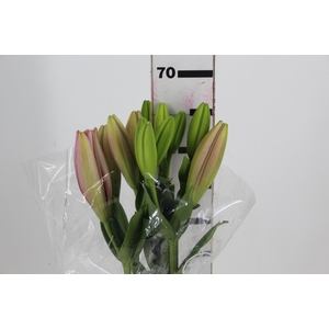 LIRIO PACIANO 070 CM HT 2/3 FLS ROSA