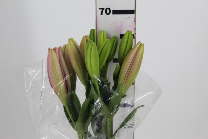<h4>LIRIO PACIANO 070 CM HT 2/3 FLS ROSA</h4>