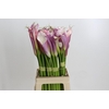 Zantedeschia Eydolls Purple White