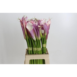 Zantedeschia Eydolls Purple White