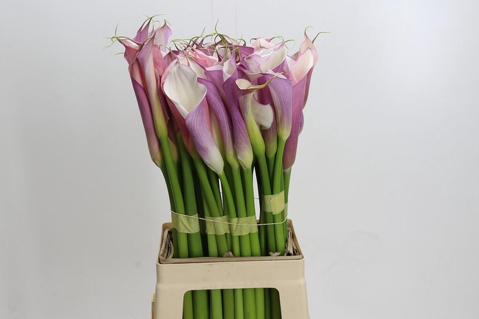 Zantedeschia Eydolls Purple White