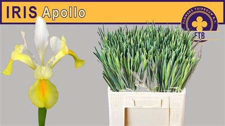 <h4>Iris Apollo</h4>