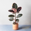 FICUS ELASTICA P12 BELIZE RAW TERRA