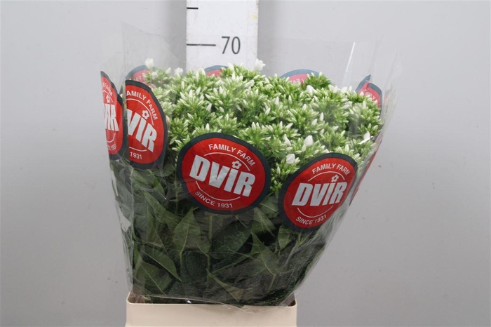 <h4>Phlox P Whitecap</h4>