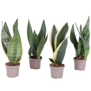 Sansevieria trif. Mix pot ø09cm in Carbon Free pot