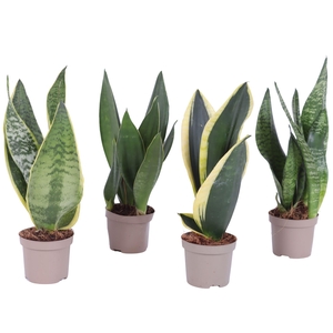 Sansevieria trif. Mix pot ø09cm in Carbon Free pot