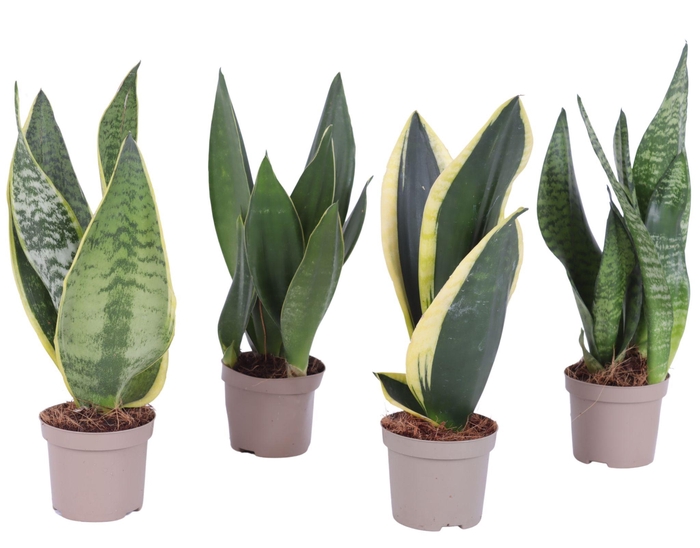 <h4>Sansevieria trif. Mix pot ø09cm in Carbon Free pot</h4>