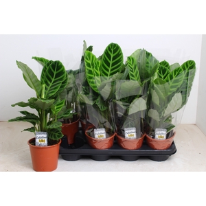 !! PROMO !! CALAT ZEBRINA P14