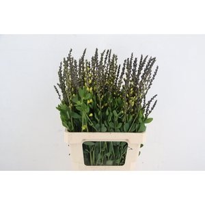 BAPTISIA AUSTRALIS YELLOW 065CM