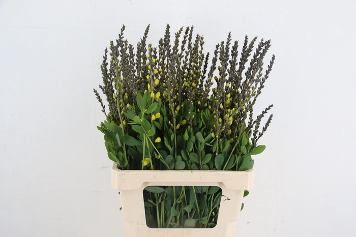<h4>BAPTISIA AUSTRALIS YELLOW 065CM</h4>