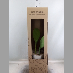 Opuntia