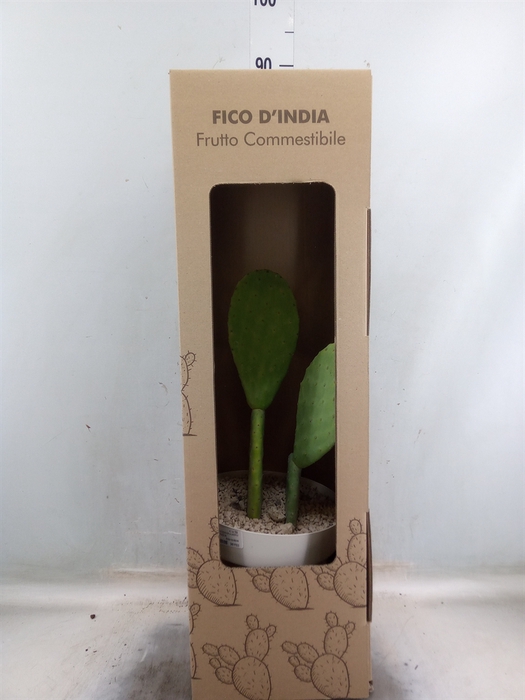 <h4>Opuntia</h4>