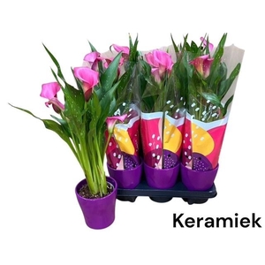 ARR ZANTEDESCHIA
