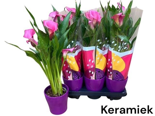 <h4>ARR ZANTEDESCHIA</h4>
