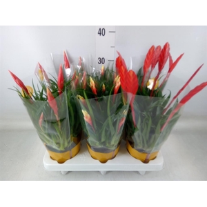 Vriesea  MF   ...mix 2