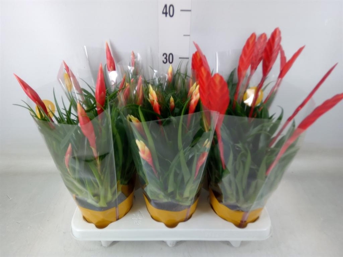 <h4>Vriesea  MF   ...mix 2</h4>